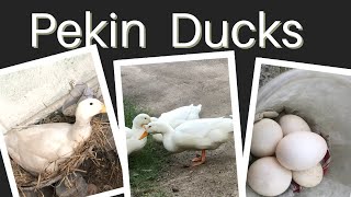 Pekin ducks-பெகின் வாத்து வளர்ப்பு மற்றும் விற்பனைக்கு .    #lessMaintenance #Pekinducklings #chicks