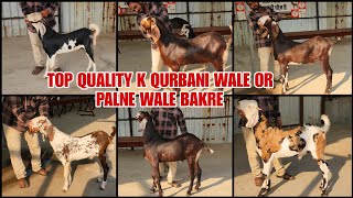 Palne Wale Bachche Or Qurbani K Layak Bade Khassi Bakre Agwan Goat Farm Se Resonable Rates Me