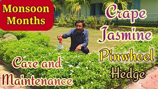 Care and Manntenanc of Crape Jasmine in Monsoon months