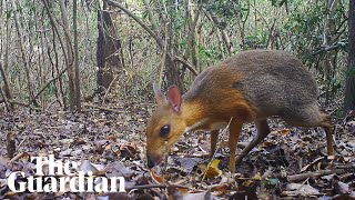 Mouse deer spotted in Vietnam for first time in 30 years