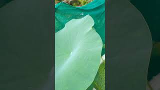 ആദ്യമായി മൊട്ടിട്ട നാടൻ താമര പൂവ് l Lotus I Nelumbo nucifera I Lotus Flower