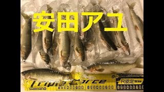 [鮎youtube] 安田川 鮎の聖地に立つ 釣り荒れに勝てるか？ Yasuda fight vs Gori (Haze: Goby) always