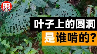 滴水观音叶子上那些圆洞，原来是这样来的 | 小阳的昆虫世界