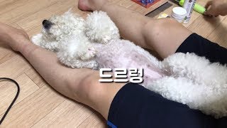 우리집 강아지가 빗질 하는 법 (+ 뜻밖의 가족 상봉)