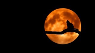 🌛Meditation Sounds, 🐈 Night Ambiance, 🛌 For Sleep and Relaxation 🕔 2019