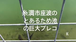 糸満市座波のとある池にいる巨大プレコ