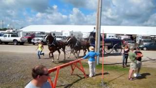 Unicorn Hitch Walworth County Fair August 31 2014 3 Draft Horse Hitch