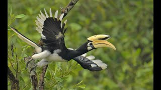 Oriental Pied-Hornbills: Singapore Nature 2020