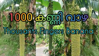 Thousants Fingers Banana   ആയിരം കണ്ണി വാഴ Raheem Tirur