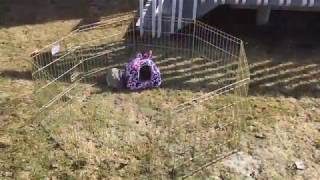 Midwest gold rabbit exercise pen review