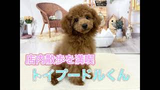 【マルワン横浜 港北NT店】トイプードルくん、店内散歩を満喫中🐶