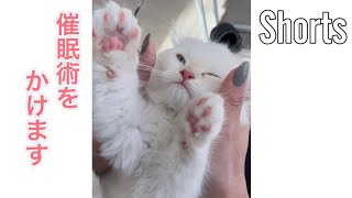 【#Shorts】飼い主がかける催眠術にあっさりかかる子猫