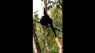 Hoolock gibbon catch banana@short video