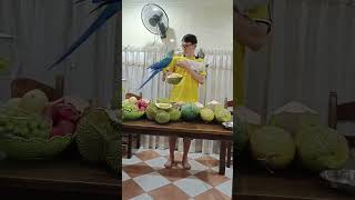 Macaw eating durian🦜金刚鹦鹉吃榴莲