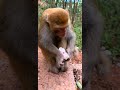 the mysophobic monkey is really a mysophobic monkey cuteanimal monkeybehavior animals