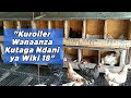 Sifa Kubwa ya Kuku Chotara (Kuroiler) ni Kuwa na Uwezo wa Kutaga Mapema