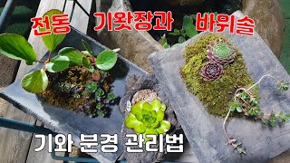 전통 기왓장과 바위솔 , 기와분경 물관리법