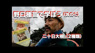 #503｜野口種苗（其の七）｜二十日大根｜成長の様子も｜パーマカルチャー｜自給自足｜自然農｜無農薬｜無肥料mp4