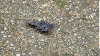 trilobite beetle walking