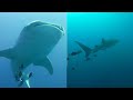 Diving With A Whale Shark