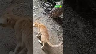 చెట్టు లెక్కగలవా ఓ పిల్లి బావ😻😸😹#rsktv #cat #catvideos #funny #shorts