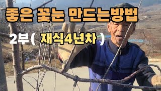 사과농사 (4년차) 꽃눈 결과지 만들기