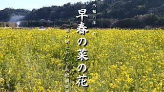 早春の菜の花～道の駅とみうら枇杷倶楽部2024 1 17