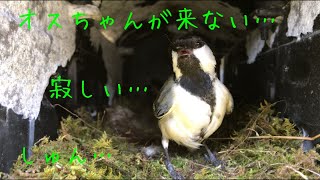 【シジュウカラ】【四十雀】我が家の郵便受けにシジュウカラがやってきた！2020年4月25日 Japanese Tit