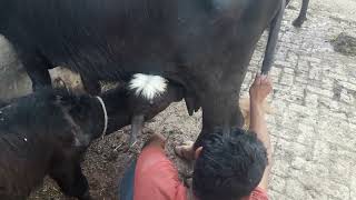 Fst timer jhoti # khalis dhood # Fresh milk # Khalis dhood piny ka apna hi maza ha