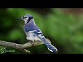 blue jay sounds call and song blue jay bird sound bird song bird call bird calling chirps