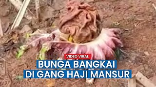 Viral Penampakan Bunga Bangkai di Gang Haji Mansur