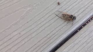 Another Crazy Cicada Call!