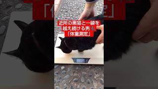 庭にやってくる近所の黒猫の体重測定してみた  Weighting the neighbor's cat  #猫動画  #shorts