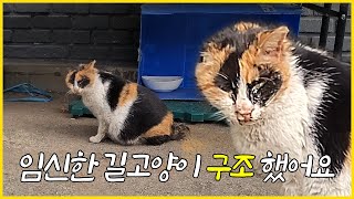 임신한 길고양이가 너무 아파해서 병원으로 데려갔어요.