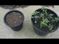 एण्टीरहीनुम स्नैपड्रैगन डॉग फ्लावर antirrhinum snapdragon dog flower को बीज से कैसे उगाये p1