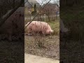 Булочка хотіла заховатися #villagelife #pig #diy #farm #animals #farming #village #animal