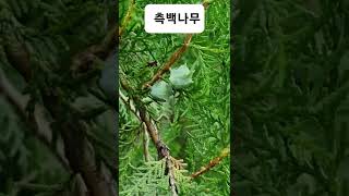 측백나무/동양측백 오산천 2022.8.11. (화면 오른쪽 '...' 누르고  '설명'  'url주소' 누르면 자세한 내용 나와요)