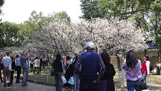 中正紀念堂梅花