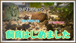 【ウナギ ミナミヌマエビ シマドジョウ】飼育はじめました ミニミニエビ誕生！