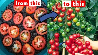 Easiest Way to Grow Tomatoes 🍅 from Slices || Gardening HACK