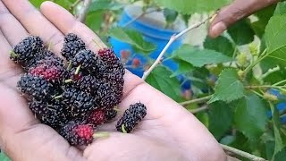 మా terrace garden లో మల్బరీ పండ్లు ఎన్ని వచ్చాయో చూడండి||mulberry fruits harvest||in Telugu skylab's