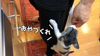 初めての魚肉ソーセージ     A kitten eats its first fish sausage.