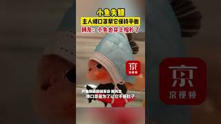 小魚失鰾，主人綁口罩幫它保持平衡，網友：小魚也穿上帽衫了。