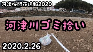 [河津桜速報]2020年2月26日 水曜日 ゴミ拾い　[モトブログ]河津町 kawazu ツーリング 伊豆 開花