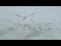 synchronized pelicans dive fishing along with seagulls and other birds at dunedin florida