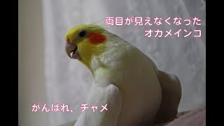 両目が見えなくなったオカメインコ　がんばれ、チャメ！