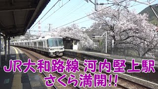 【JR西日本】大和路線 大和堅上駅 さくら満開！！