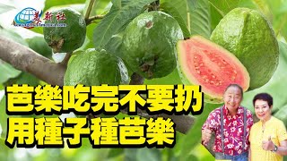 Don't throw away the guava after eating. How to grow guava from seeds?