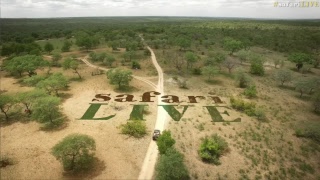 safariLIVE - Sunrise Safari - Nov. 02, 2017