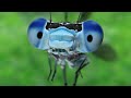 Cute looking blue damselfly (dragonfly) super slow motion flying.This is from Google .